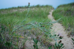 pitchers thistle.jpg